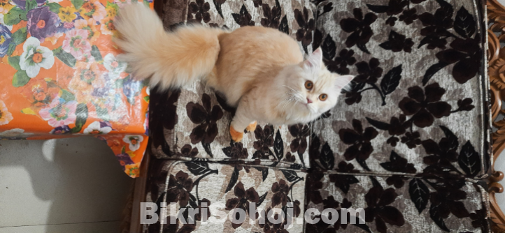 Female Persian Cat